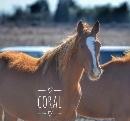 Coral the horse
